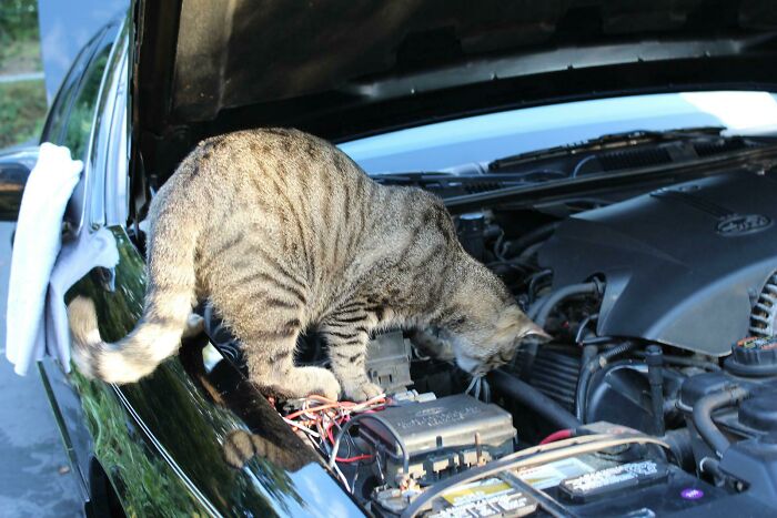 Cat Also Can Be a Car Mechanic, Don’t Underestimate Their Craft