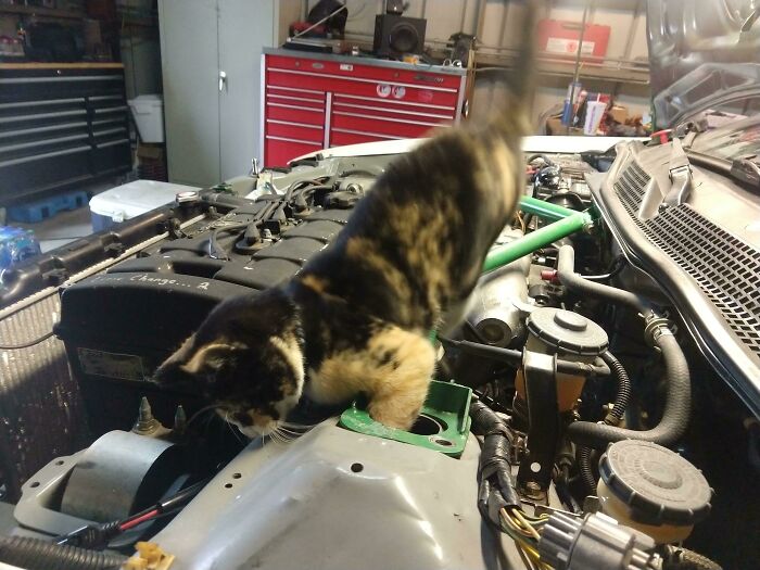 Lola’s Working on Her Race Car Like a True Champion