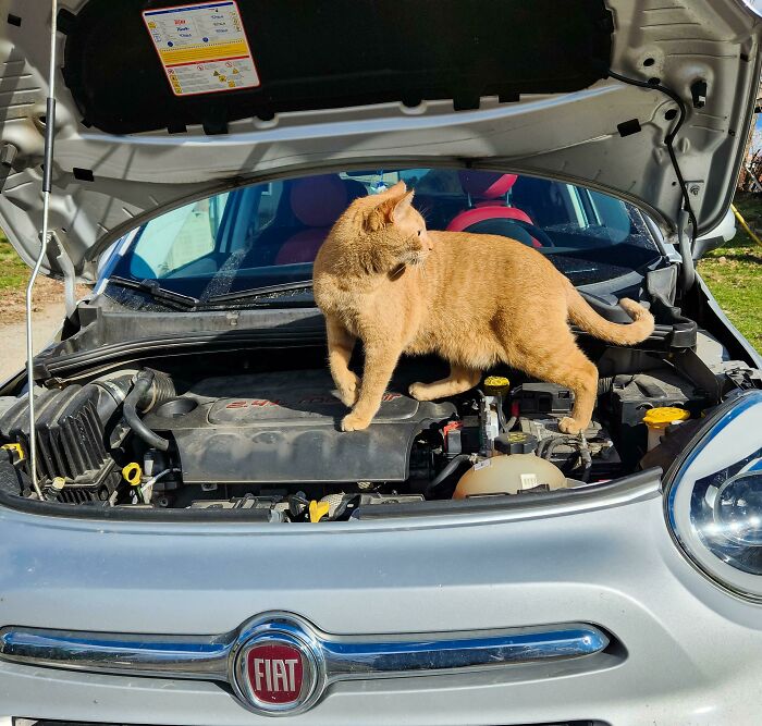 My New Mechanic Says He Can Make My Engine Purr — Now That’s Talent!