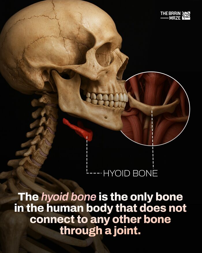 20 Mind-Blowing Body Facts That Will Totally Surprise You