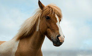 39 Wild True Stories That Sound Like Totally Made-Up Tales