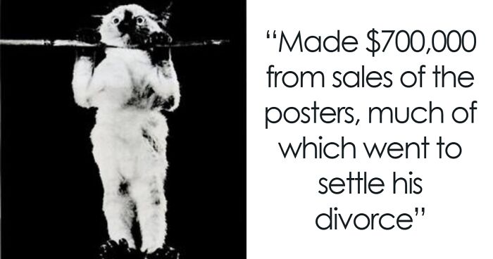 We Dug Up 50 Wikipedia Gems That Are Way Too Hilarious to Ignore