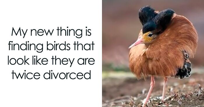 These Animal Memes Are So Funny, They’ll Totally Brighten Your Day