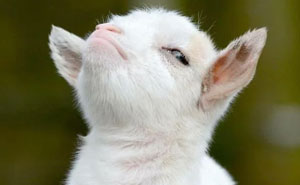 These Animal Memes Are So Funny, They’ll Totally Brighten Your Day