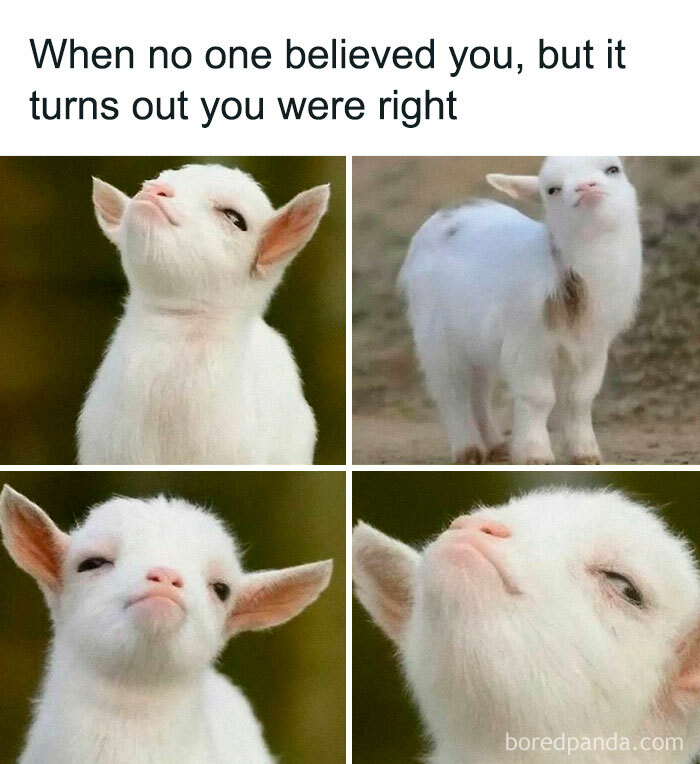 These Animal Memes Are So Funny, They’ll Totally Brighten Your Day