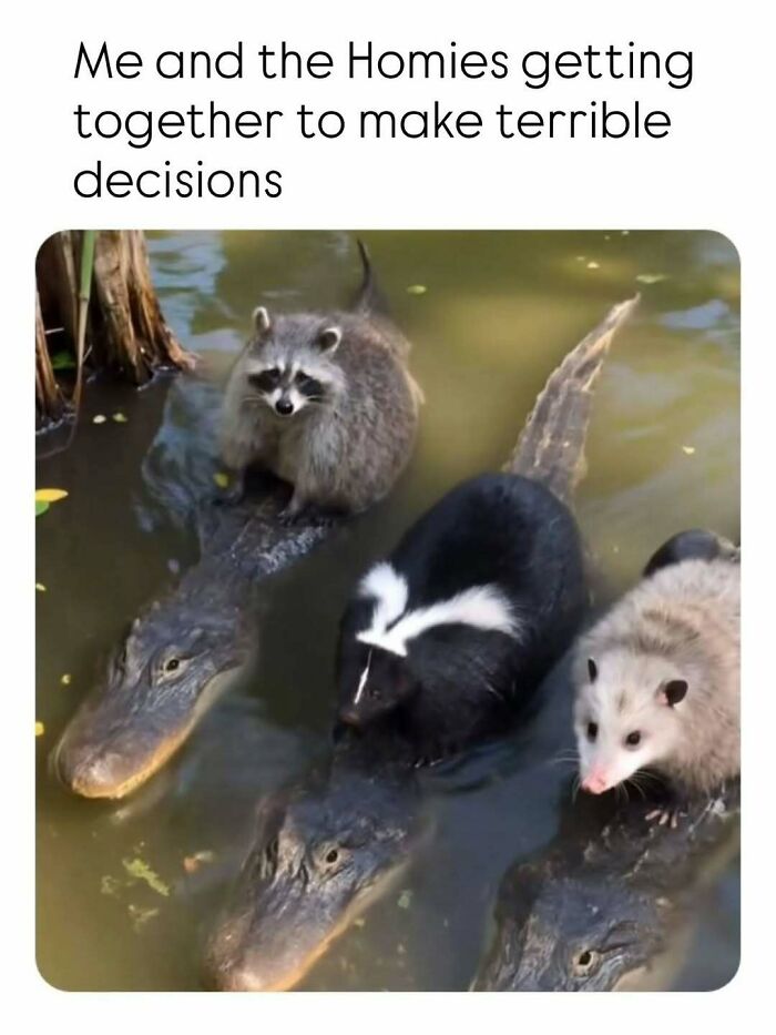 These Animal Memes Are So Funny, They’ll Totally Brighten Your Day