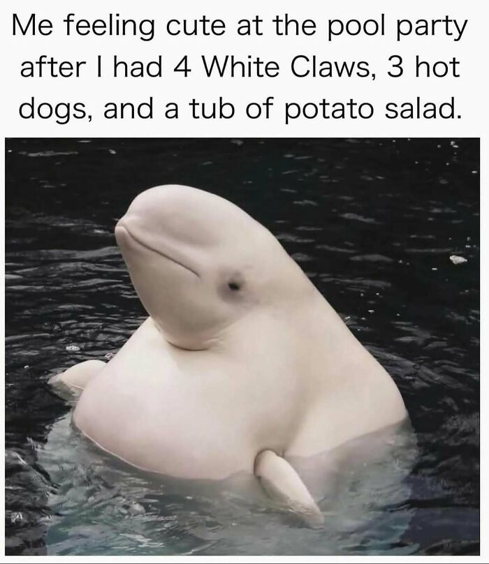 These Animal Memes Are So Funny, They’ll Totally Brighten Your Day