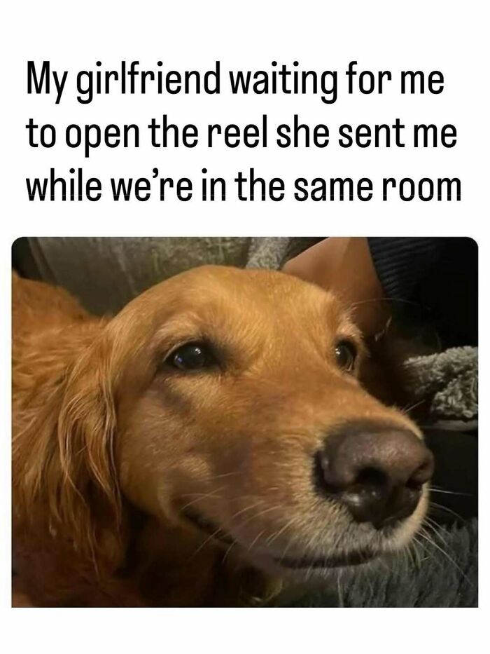 These Animal Memes Are So Funny, They’ll Totally Brighten Your Day