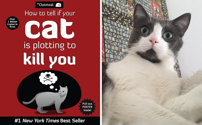 "How To Tell If Your Cat Is Plotting To Kill You"If Your Cat Gifts You A Dead Mouse, It’s Definitely A Warning