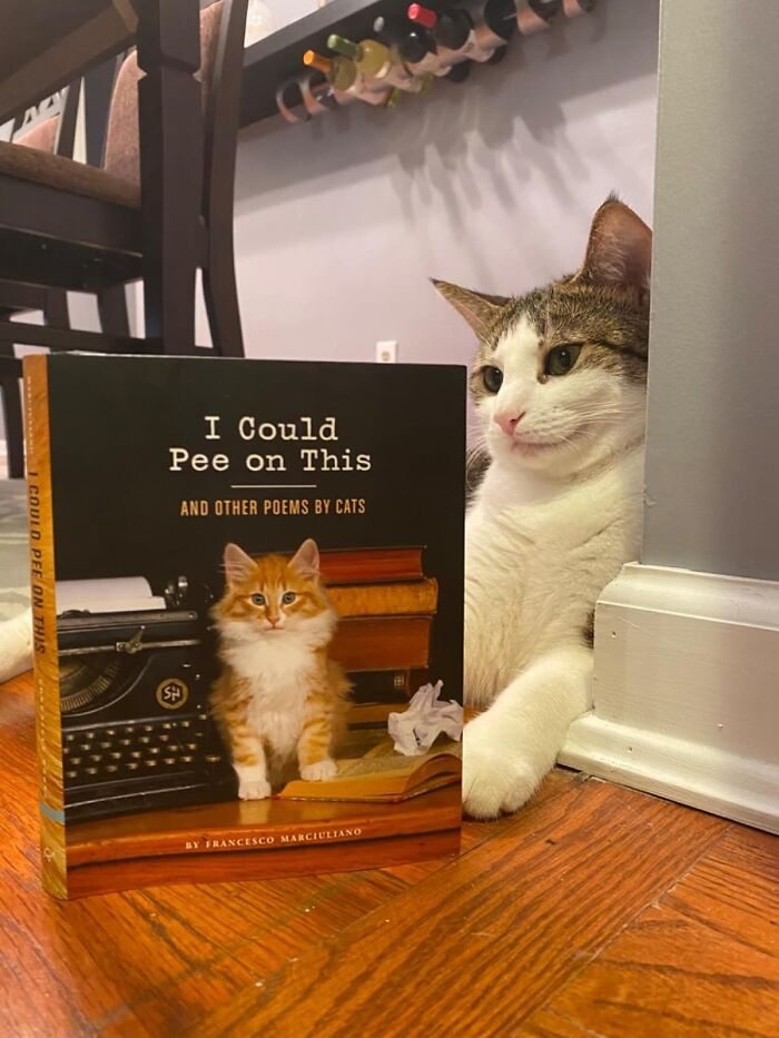 "I Could Pee On This"Poetry That Perfectly Sums Up The Secret Life Of Cats