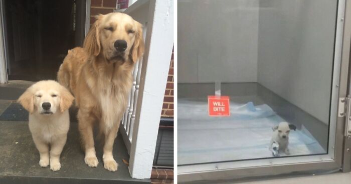 50 Dog Memes So Cute They’ll Totally Make Your Day