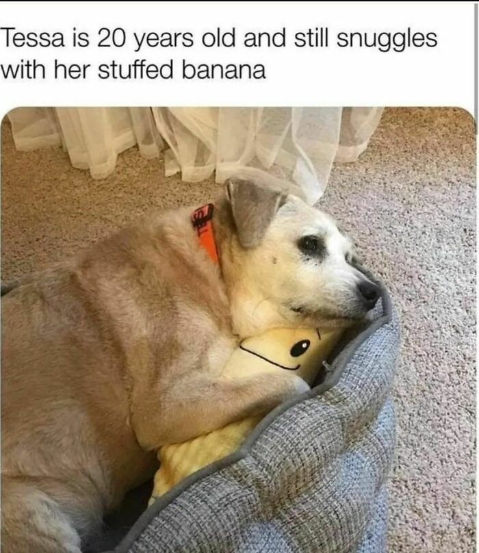 50 Dog Memes So Cute They'll Totally Make Your Day