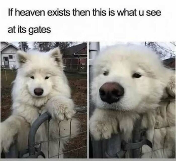 50 Dog Memes So Cute They'll Totally Make Your Day