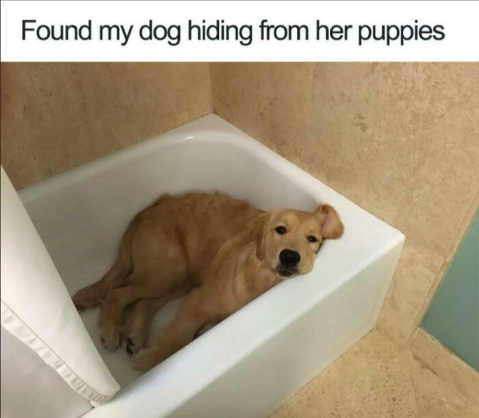 50 Dog Memes So Cute They'll Totally Make Your Day