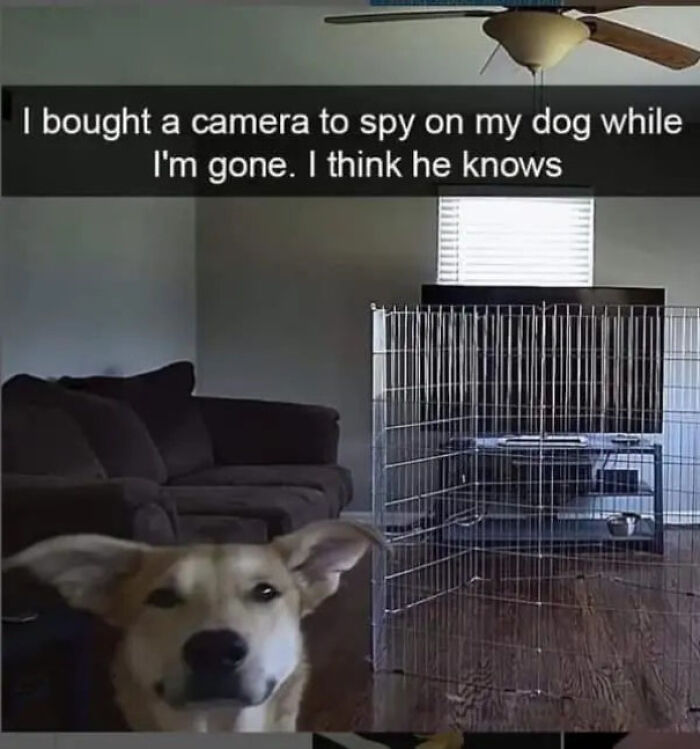 50 Dog Memes So Cute They'll Totally Make Your Day