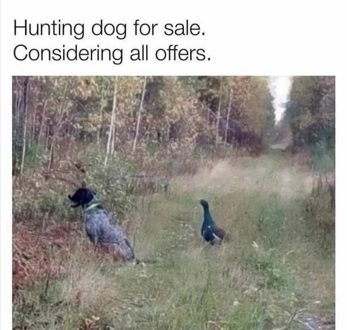 50 Dog Memes So Cute They'll Totally Make Your Day