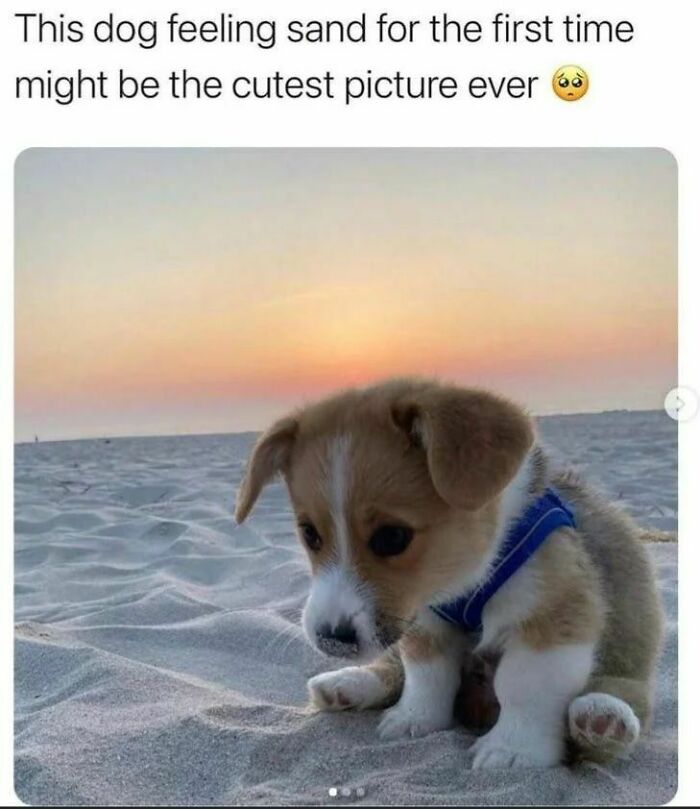 50 Dog Memes So Cute They'll Totally Make Your Day