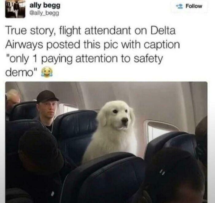 50 Dog Memes So Cute They'll Totally Make Your Day