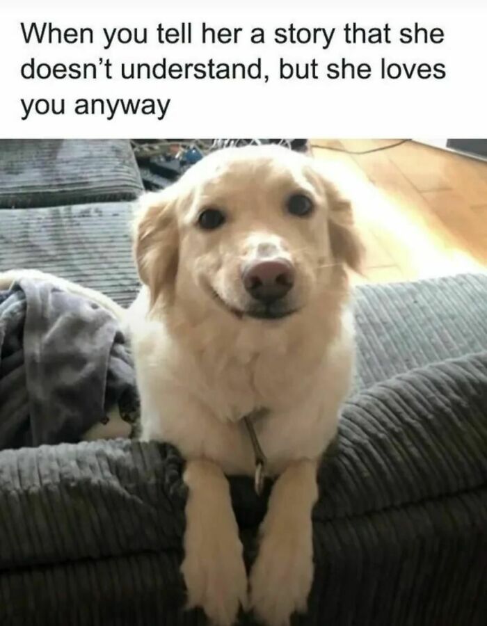 50 Dog Memes So Cute They'll Totally Make Your Day