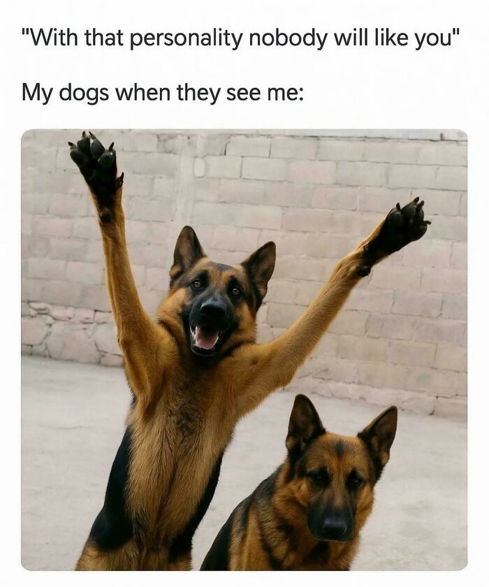 50 Dog Memes So Cute They'll Totally Make Your Day