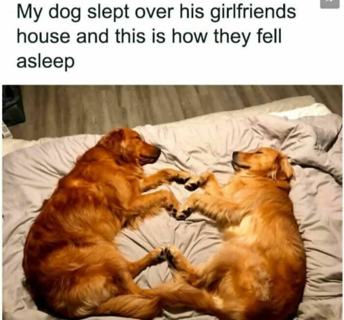 50 Dog Memes So Cute They'll Totally Make Your Day