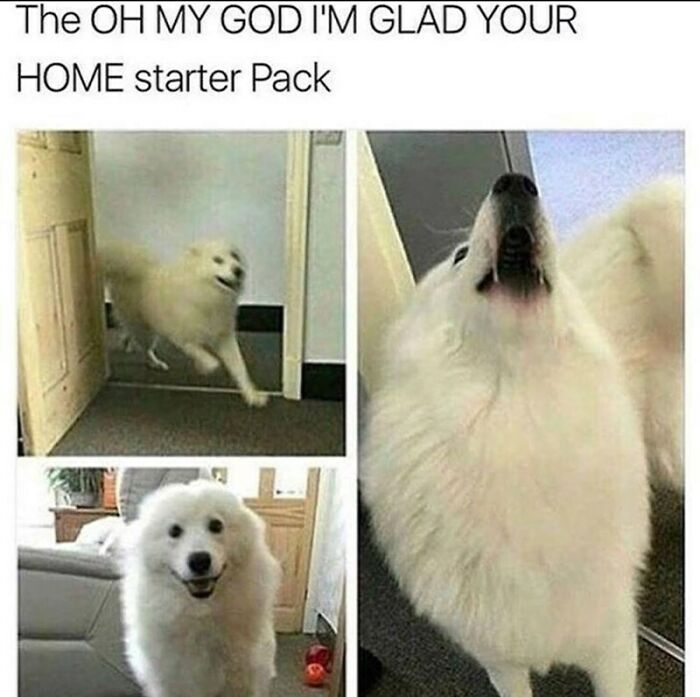 50 Dog Memes So Cute They'll Totally Make Your Day