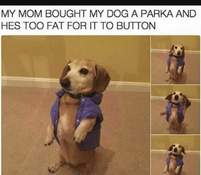 50 Dog Memes So Cute They'll Totally Make Your Day
