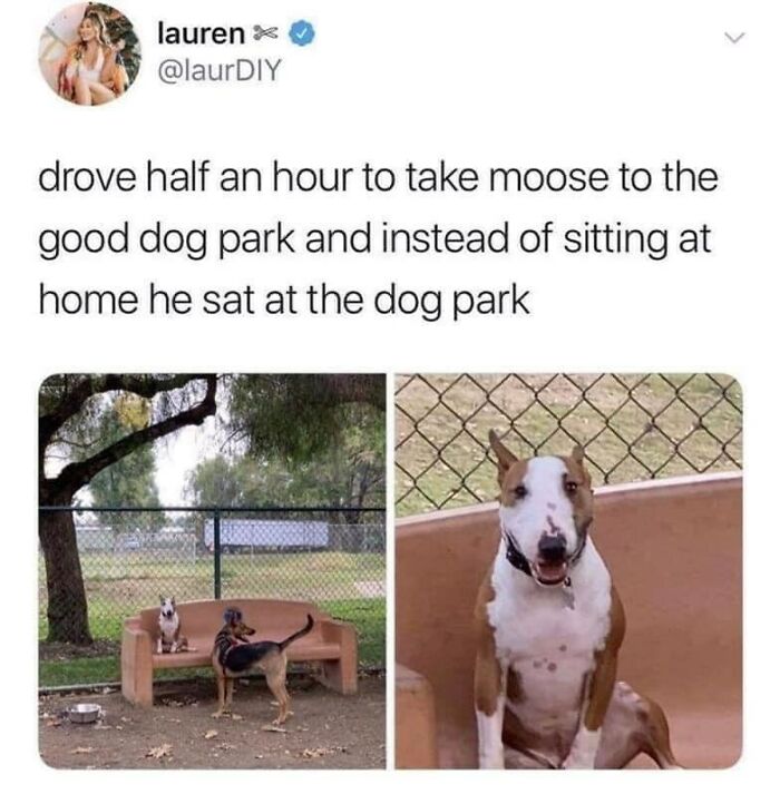 50 Dog Memes So Cute They'll Totally Make Your Day