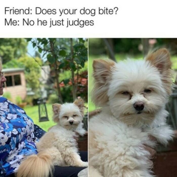 50 Dog Memes So Cute They'll Totally Make Your Day