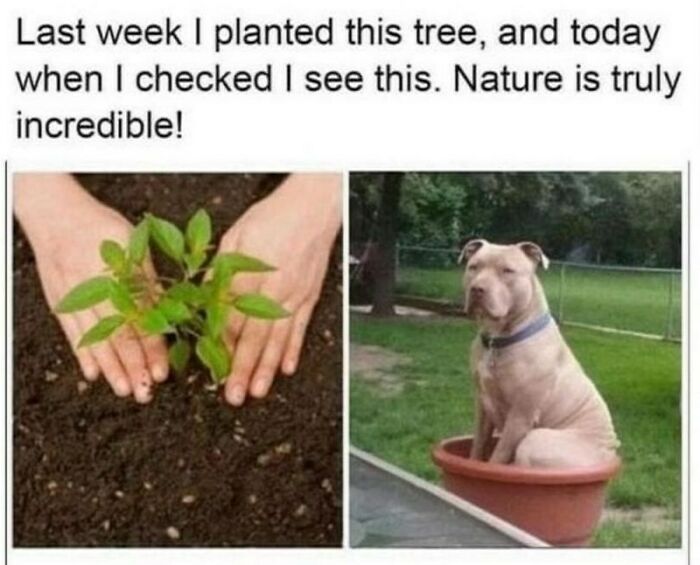 50 Dog Memes So Cute They'll Totally Make Your Day
