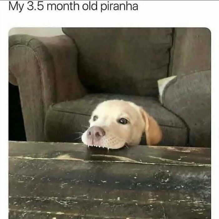 50 Dog Memes So Cute They'll Totally Make Your Day