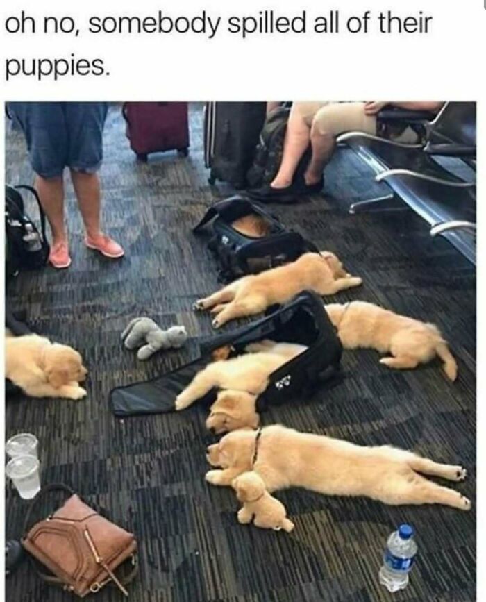 50 Dog Memes So Cute They'll Totally Make Your Day