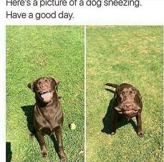 50 Dog Memes So Cute They'll Totally Make Your Day