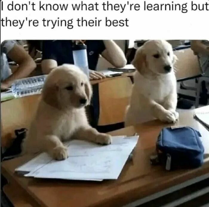 50 Dog Memes So Cute They'll Totally Make Your Day