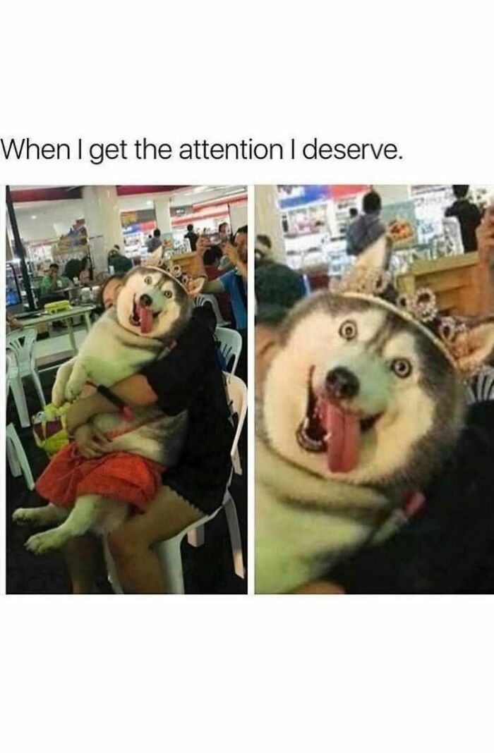 50 Dog Memes So Cute They'll Totally Make Your Day