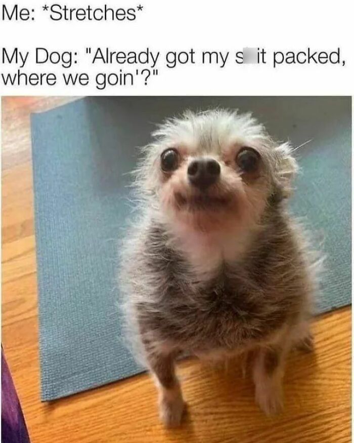 50 Dog Memes So Cute They'll Totally Make Your Day