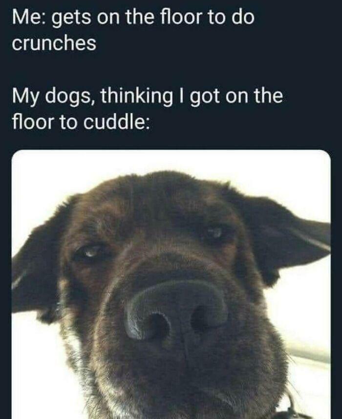 50 Dog Memes So Cute They'll Totally Make Your Day