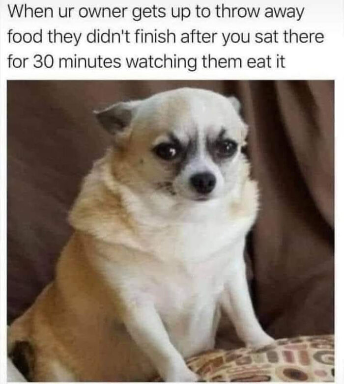 50 Dog Memes So Cute They'll Totally Make Your Day