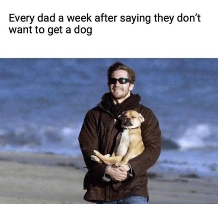 50 Dog Memes So Cute They'll Totally Make Your Day