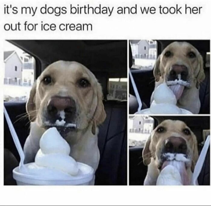 50 Dog Memes So Cute They'll Totally Make Your Day