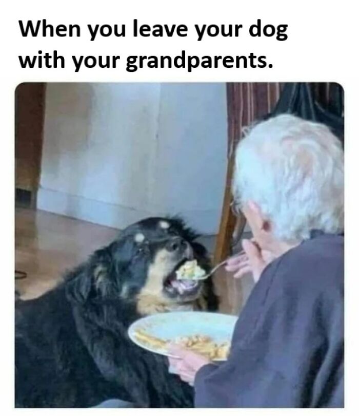 50 Dog Memes So Cute They'll Totally Make Your Day