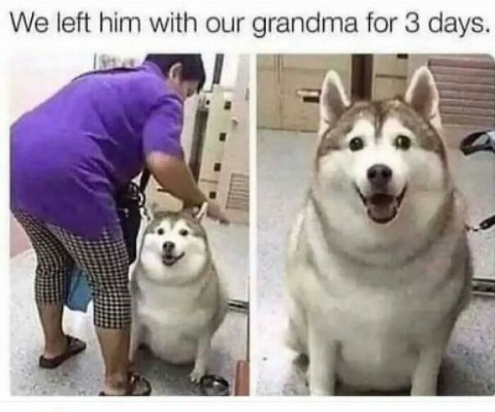 50 Dog Memes So Cute They'll Totally Make Your Day