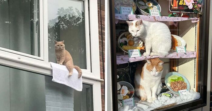 Cats at the Window: The Funniest, Cutest Kitty Sill Squad You’ve Ever Seen