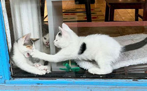Cats at the Window: The Funniest, Cutest Kitty Sill Squad You've Ever Seen
