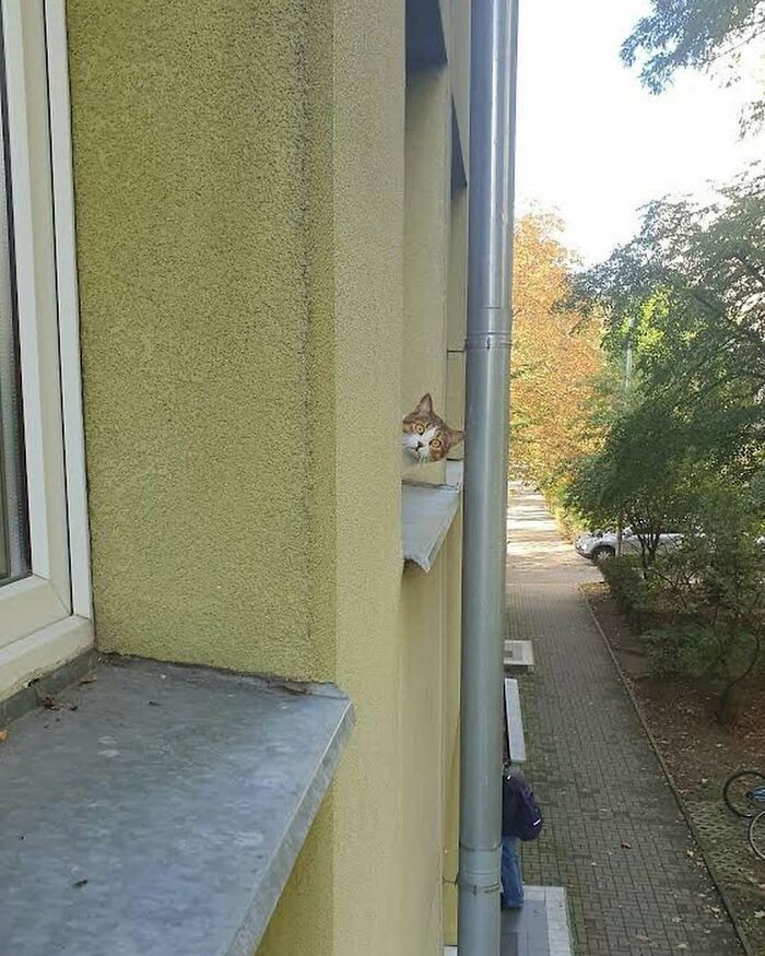 Cats at the Window: The Funniest, Cutest Kitty Sill Squad You've Ever Seen