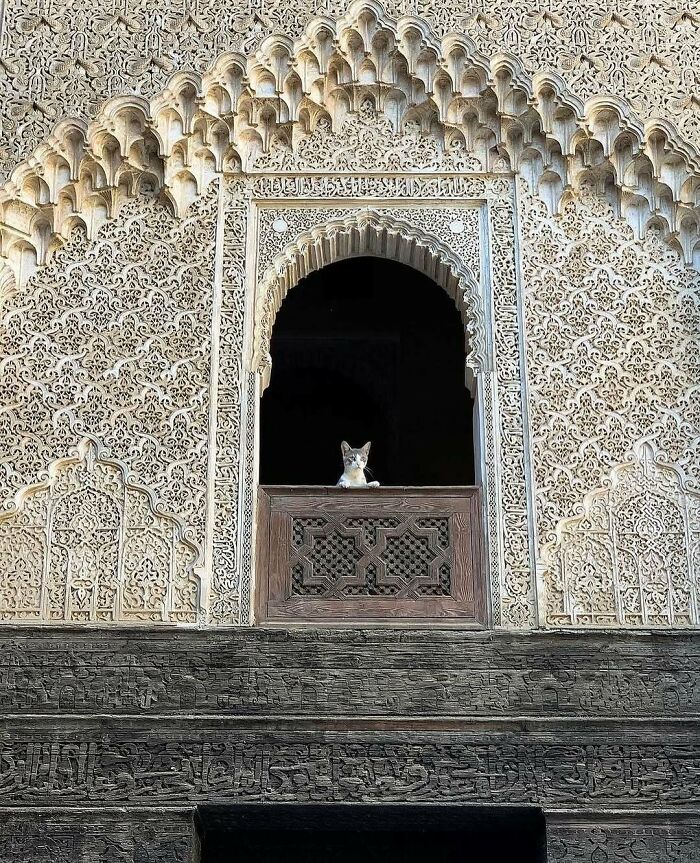 Cats at the Window: The Funniest, Cutest Kitty Sill Squad You've Ever Seen