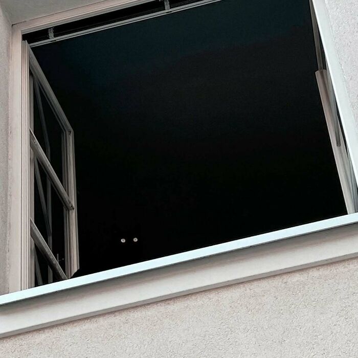 Cats at the Window: The Funniest, Cutest Kitty Sill Squad You've Ever Seen