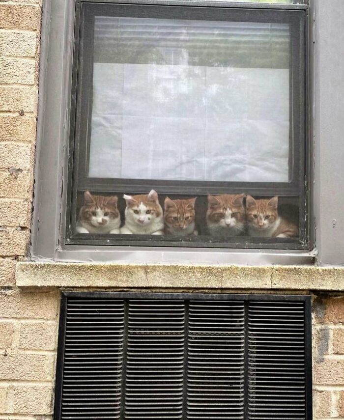 Cats at the Window: The Funniest, Cutest Kitty Sill Squad You've Ever Seen