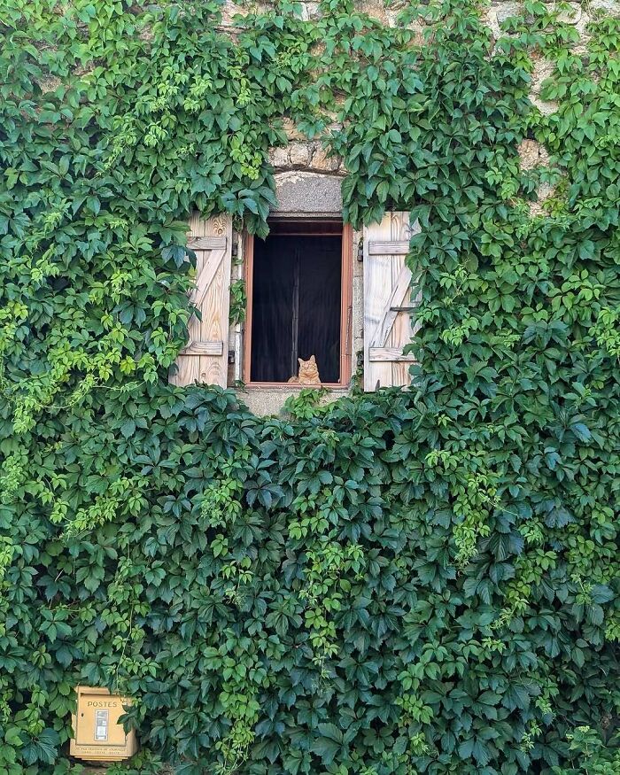 Cats at the Window: The Funniest, Cutest Kitty Sill Squad You've Ever Seen