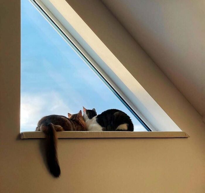 Cats at the Window: The Funniest, Cutest Kitty Sill Squad You've Ever Seen